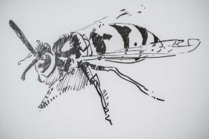 Eine Biene im Sommerkurs