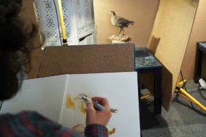Farbige Zeichnung eines ausgestopften Vogels (Taube), Hand, die einen Pinselstift hält.